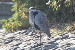 1月8日 明石公園 ５