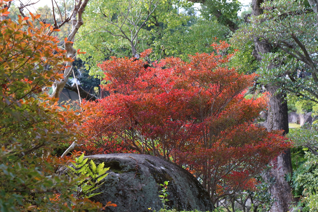 11月21日 相楽園 ６