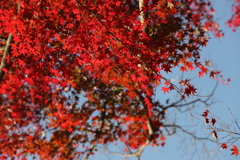 12月6日 須磨離宮公園 14