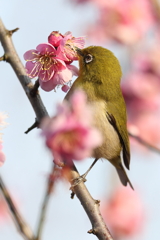 2月20日 須磨離宮公園 57
