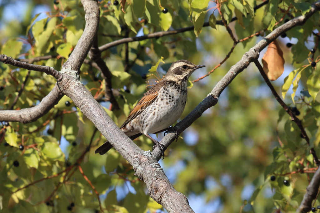 12月31日 明石公園 １