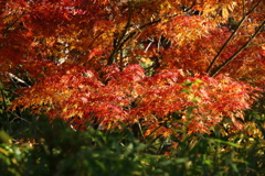 11月24日 相楽園 28