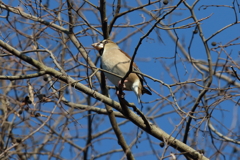 12月31日 明石公園 ５
