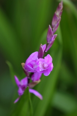 4月10日 散歩 11