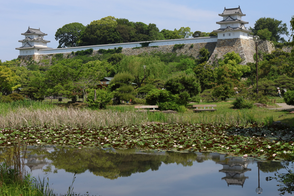 5月21日 明石公園 ３