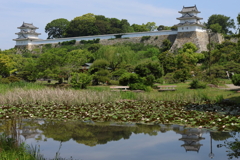 5月21日 明石公園 ３