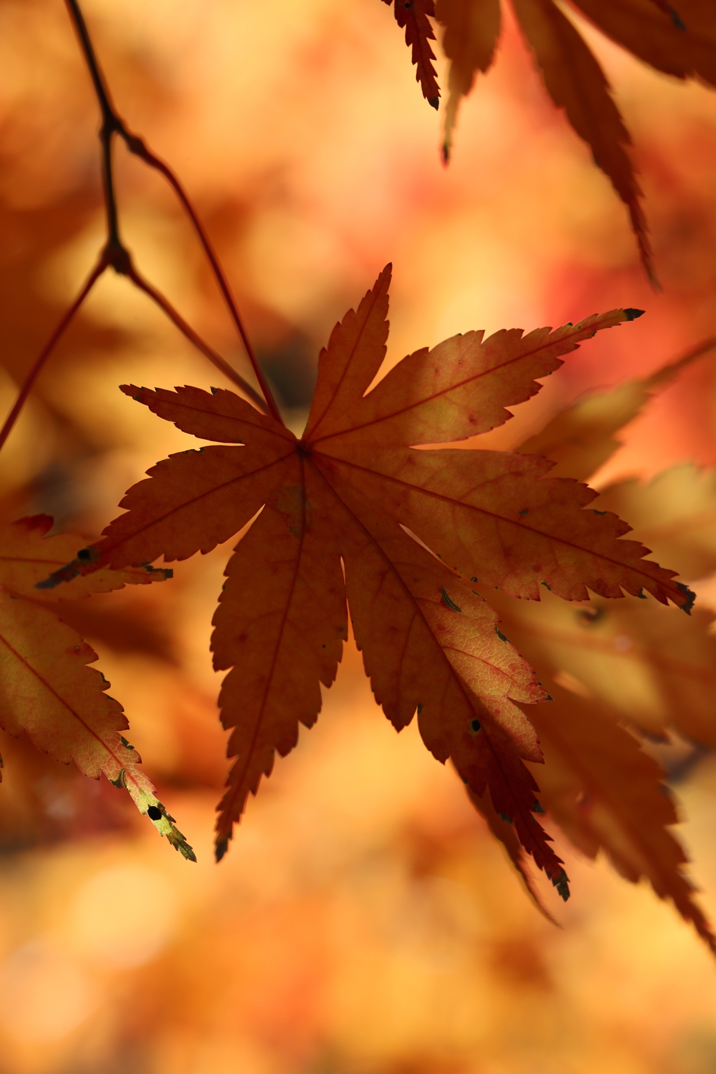 12月2日 布引ハーブ園 ４