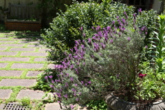 5月28日 布引ハーブ園 11
