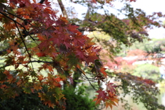 11月11日 相楽園 10 11月11日 相楽園 10