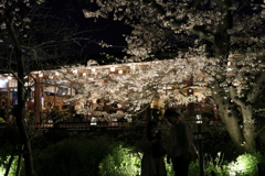 4月1日 夙川河川敷緑地 ９