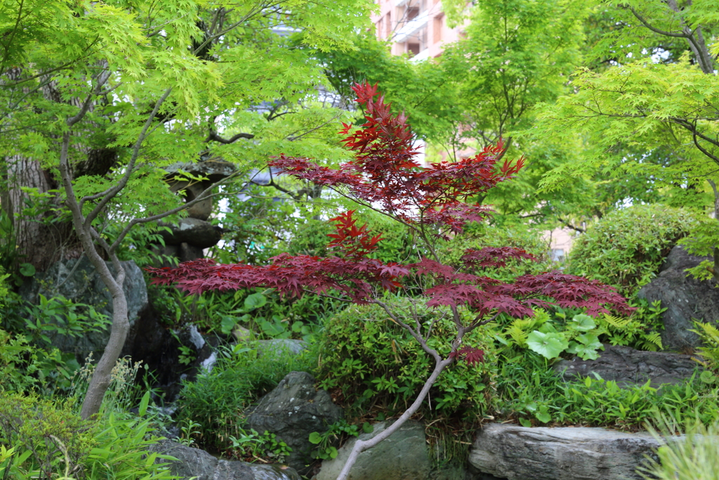 5月18日 相楽園 10