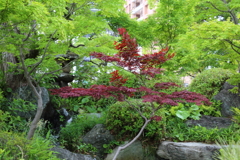 5月18日 相楽園 10