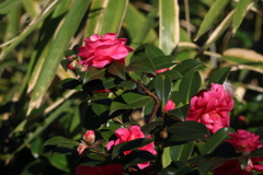 12月24日 明石公園 ２