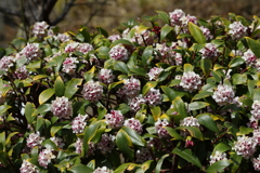 3月5日 岡本公園 40