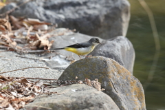 1月30日 明石公園 ５