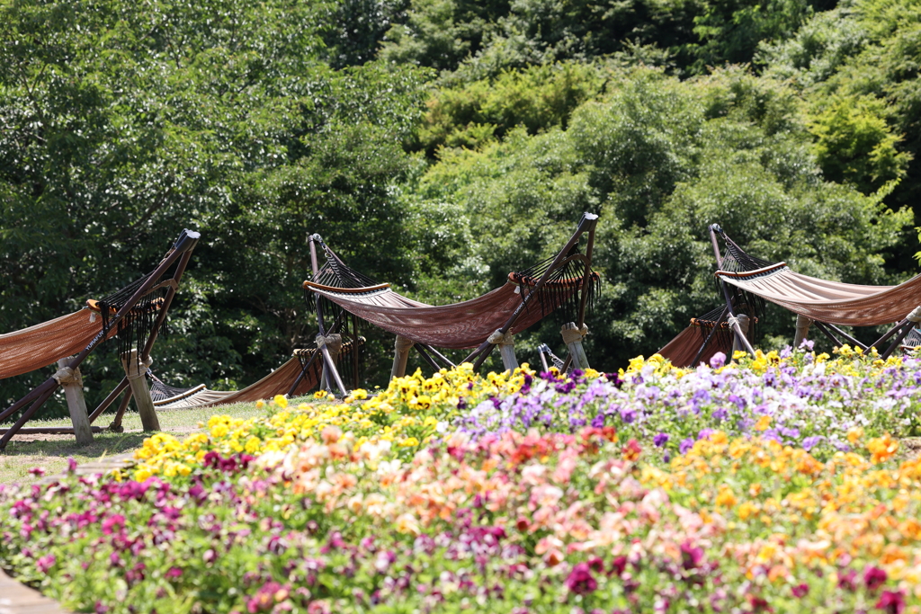 6月9日 布引ハーブ園 69 