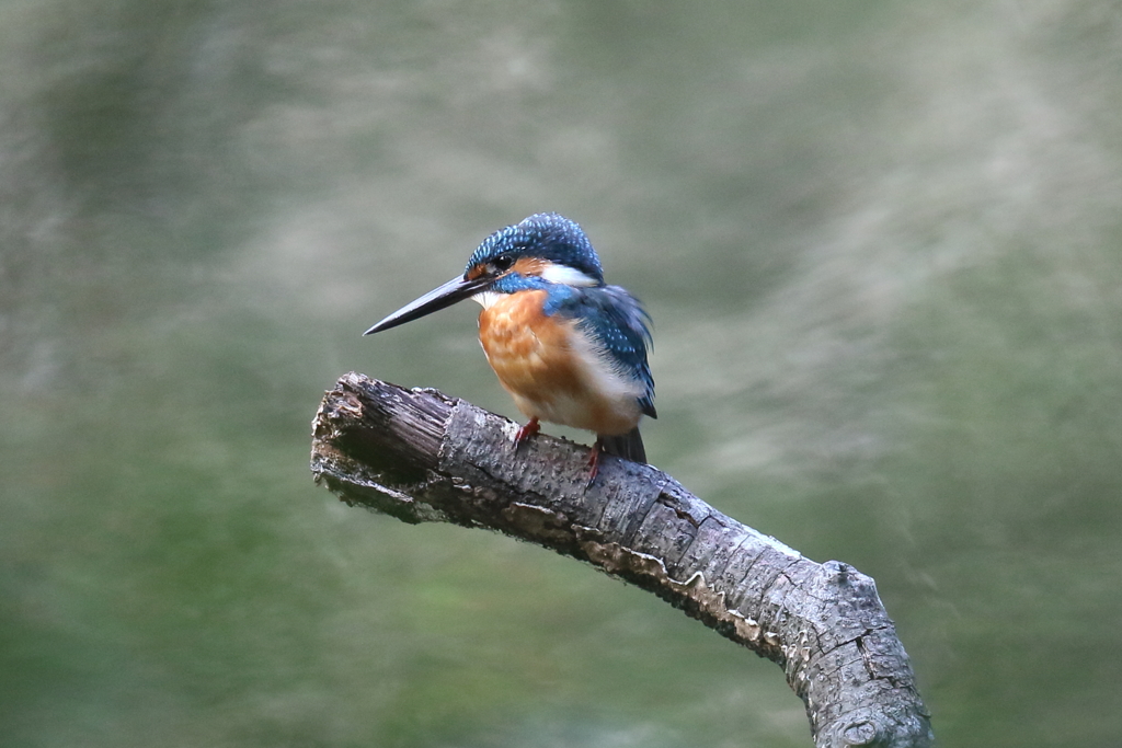 10月17日 明石公園 15