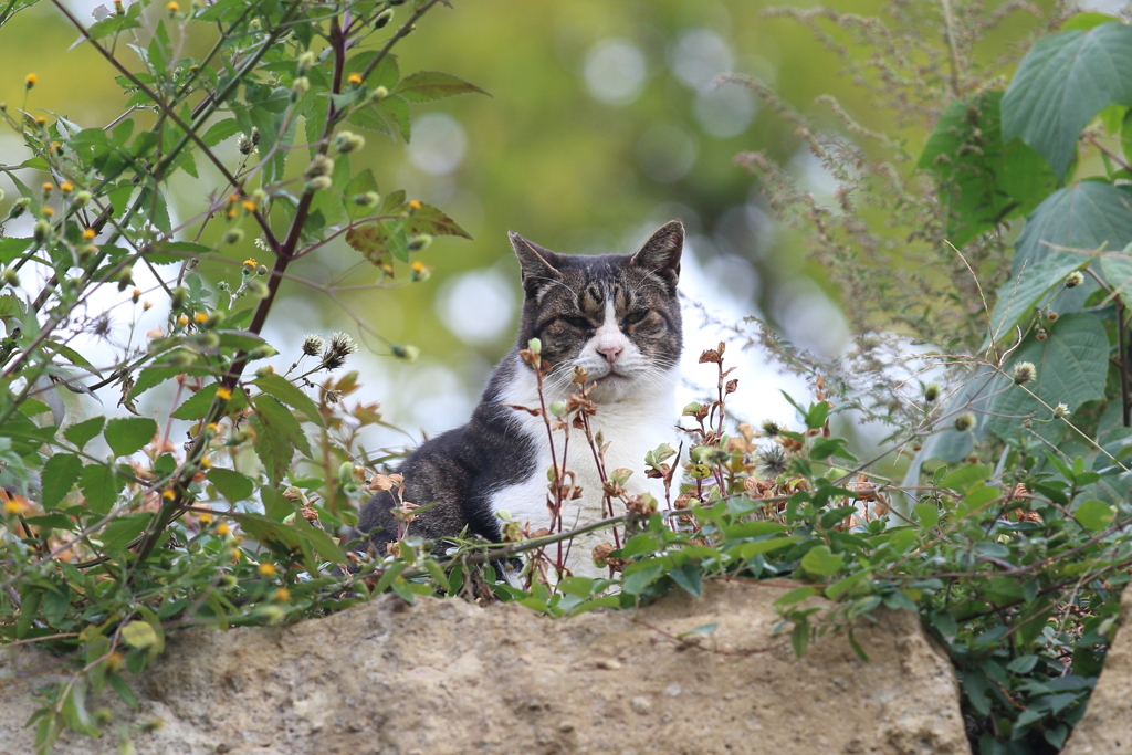 10月30日 明石公園 12