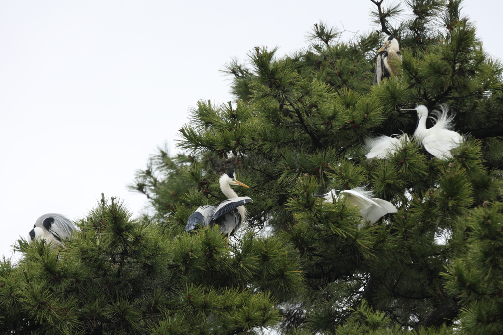 5月16日 夙川河川敷公園 ３