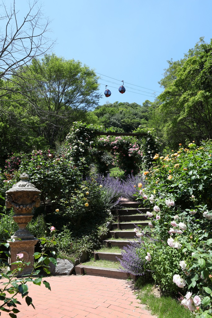 5月28日 布引ハーブ園 56
