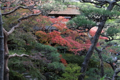 11月11日 相楽園 9 11月11日 相楽園 9