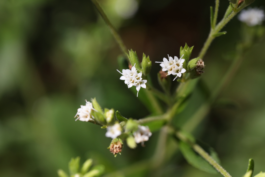 9月21日 布引ハーブ園 15