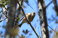 2月20日 明石公園 13