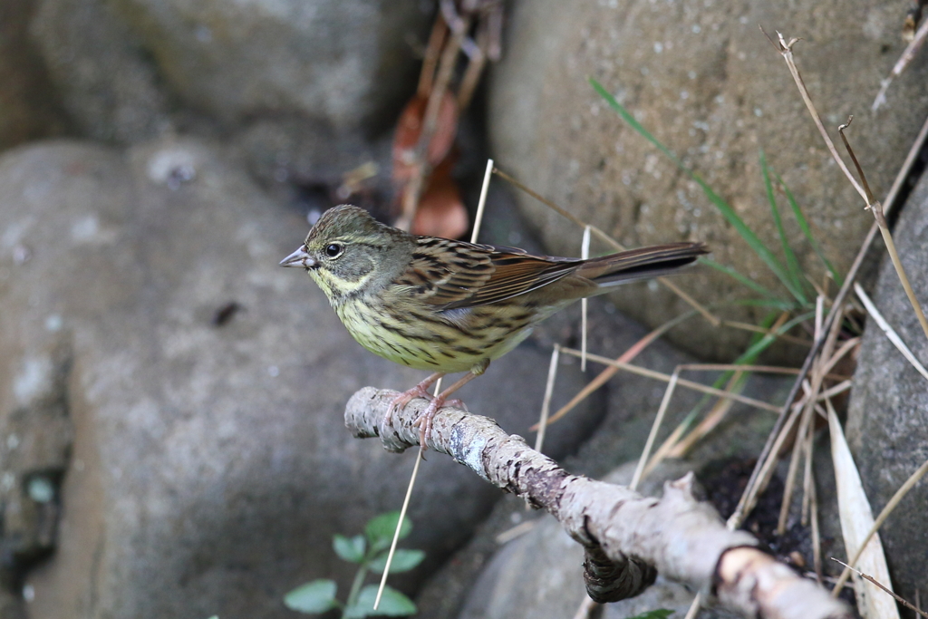 1月15日 明石公園 18