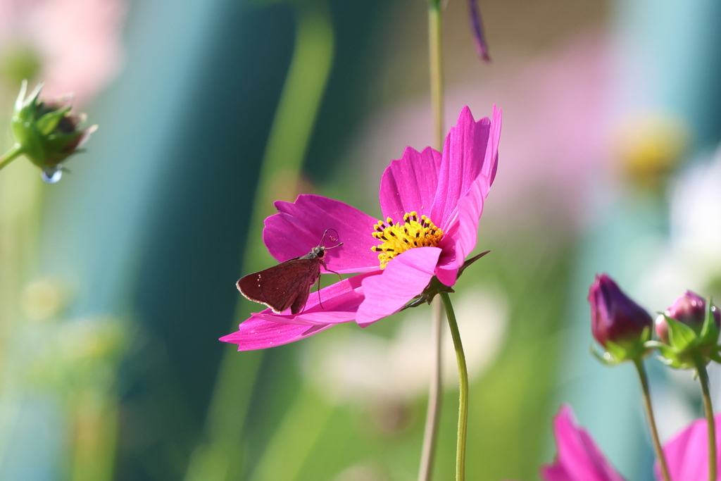 10月15日 明石公園 １