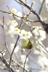 2月20日 須磨離宮公園 11