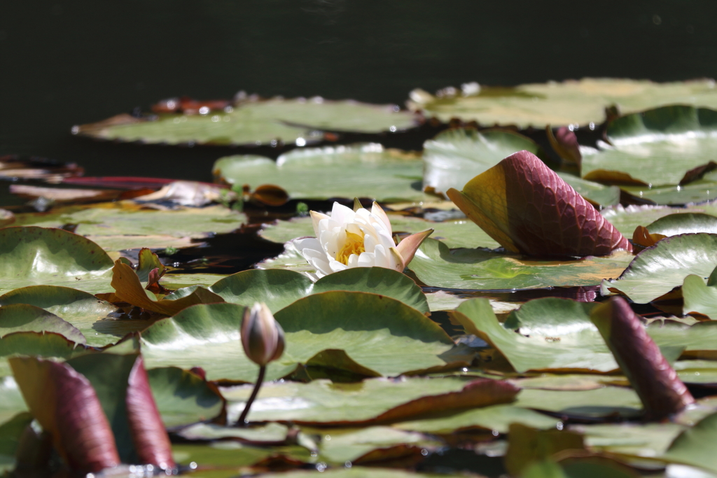 5月9日 明石公園 16
