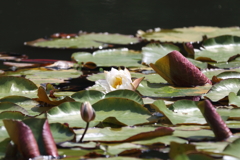5月9日 明石公園 16