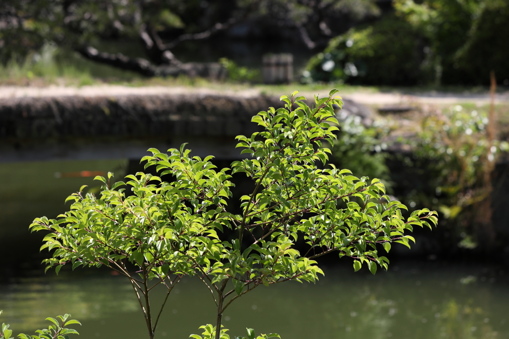 5月23日 相楽園 28