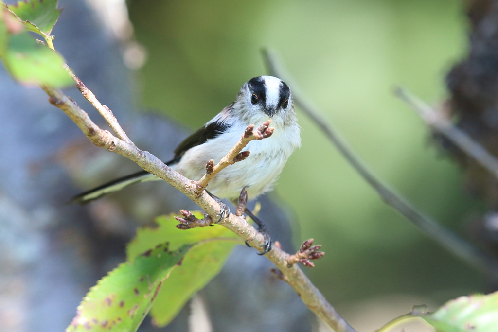 10月2日 明石公園 17