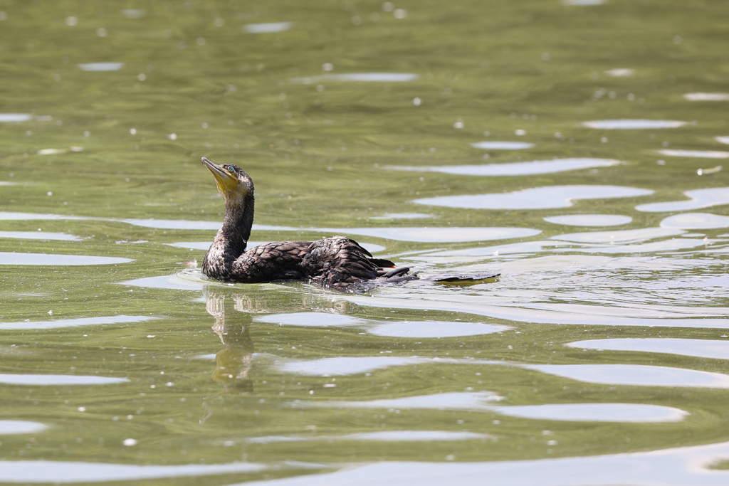 6月20日 明石公園 ４