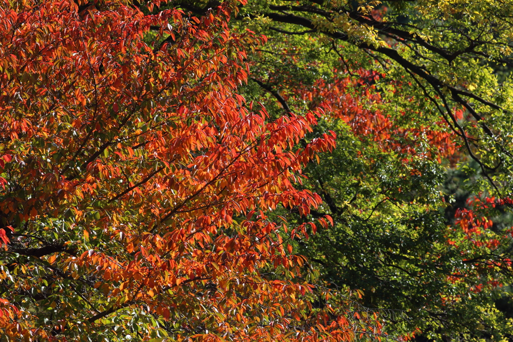 11月6日 夙川河川敷公園 21