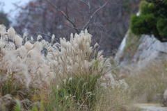 12月4日 明石公園 １