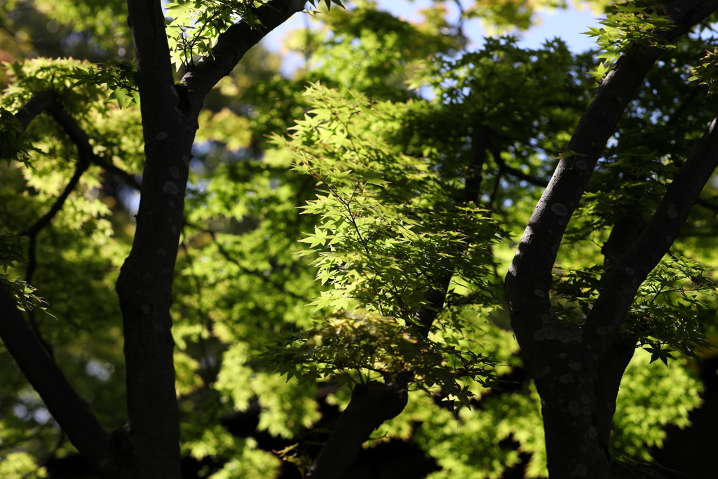 5月23日 相楽園 49