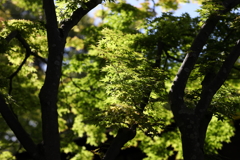 5月23日 相楽園 49