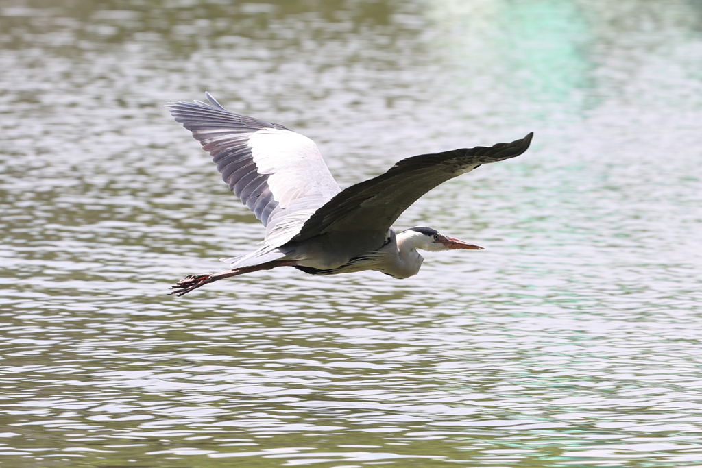 6月20日 明石公園 ６