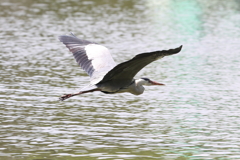 6月20日 明石公園 ６
