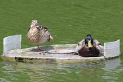 6月2日 明石公園 37