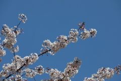 4月11日 明石公園 21