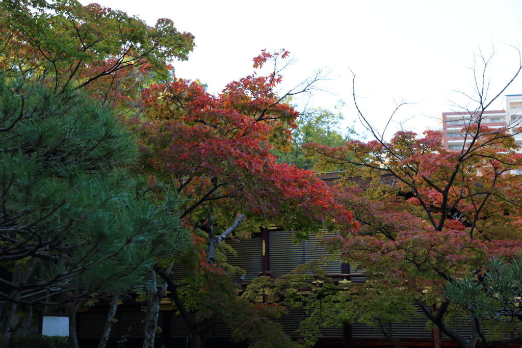 11月16日 相楽園 22