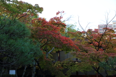 11月16日 相楽園 22