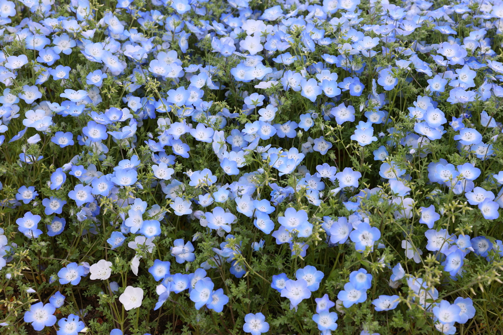 4月18日 万博記念公園 12