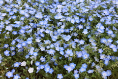 4月18日 万博記念公園 12