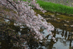 4月3日 夙川 10