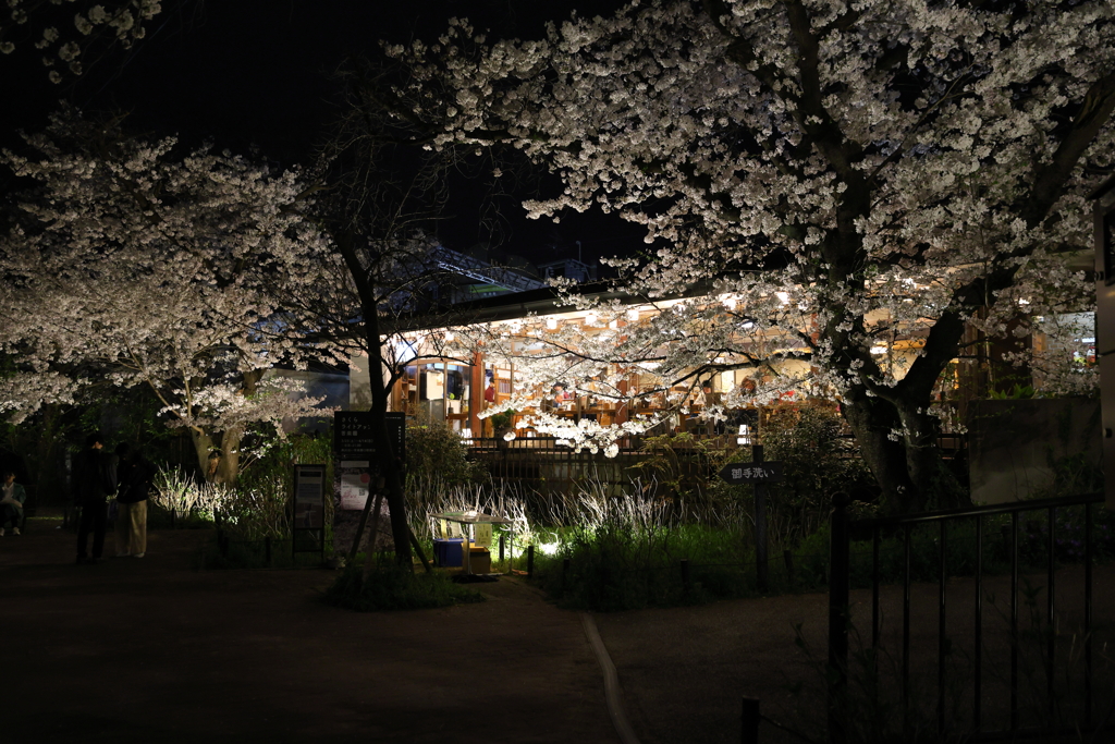 4月6日 夙川河川敷緑地 ９