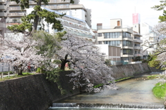 4月2日 夙川 ８